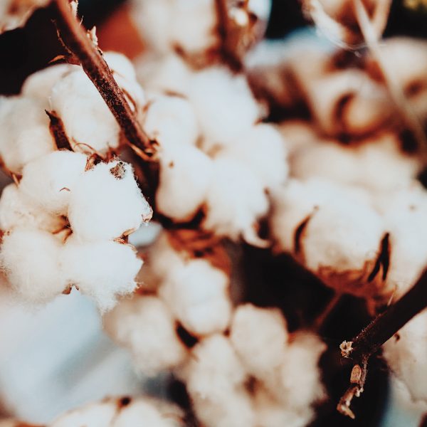 Print Processed with VSCO with c8 preset